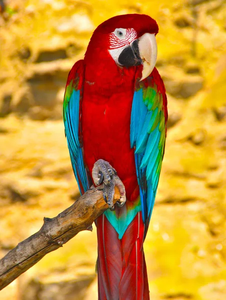 Perroquet Aras Rouge Vert Assis Sur Une Branche — Photo