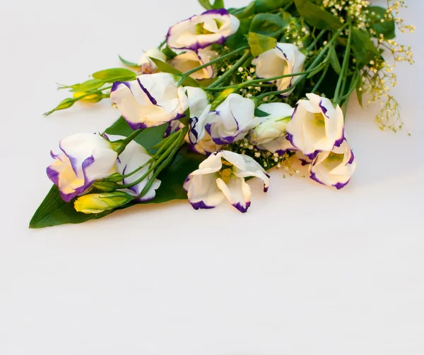 Eustoma květ — Stock fotografie