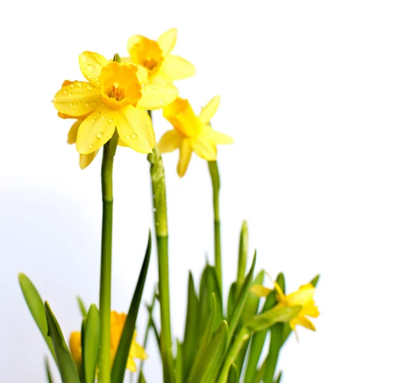 Narcissus / narcis na světlé pozadí — Stock fotografie