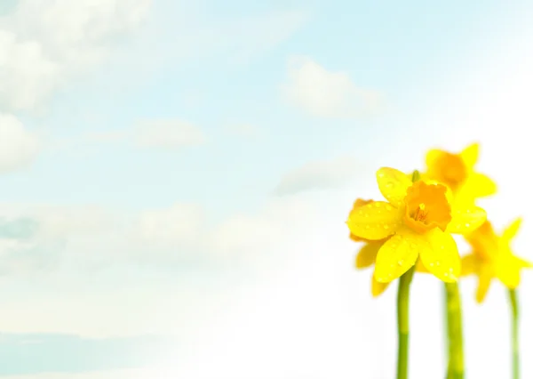 Narciso / Daffodil sobre fundo de luz — Fotografia de Stock