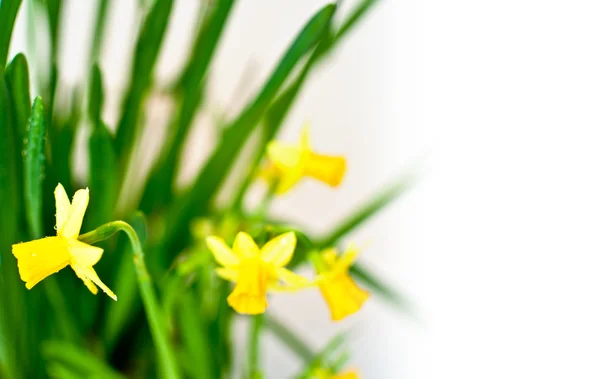 Narsissi / daffodiili valoisalla taustalla — kuvapankkivalokuva