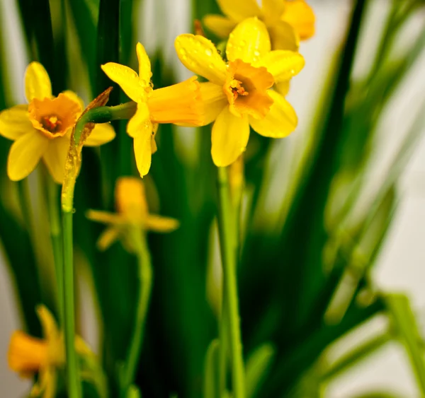 Narcissus / narcissen op lichte achtergrond — Stockfoto