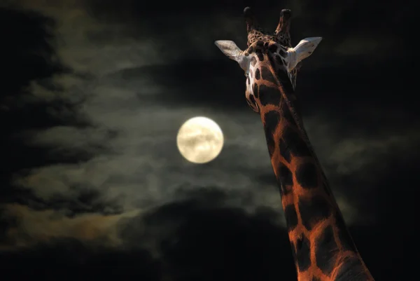 Jirafa mirando a la Luna — Foto de Stock