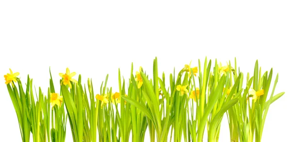 Narcissus / Daffodil med lett bakgrunn – stockfoto