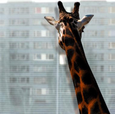 Giraffe looking out of the window clipart