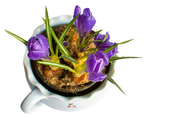 Krokus kwiat w doniczce — Zdjęcie stockowe