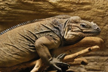 Küba iguana