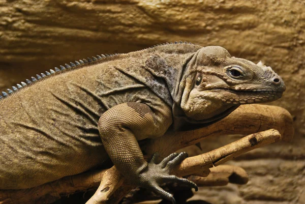 Iguana cubaneză — Fotografie, imagine de stoc