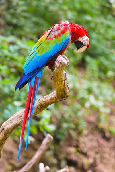 Red-and-green Macaw — Stock Photo, Image