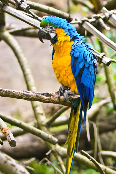 Blå och gul Macaw — Stockfoto