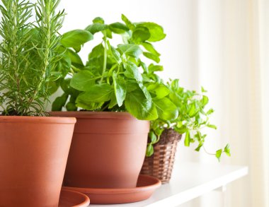 Rosemary, Basil and Mint in Pots clipart