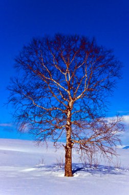 Oak tree in winter clipart