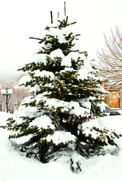 Árvore de peles coberta de neve — Fotografia de Stock