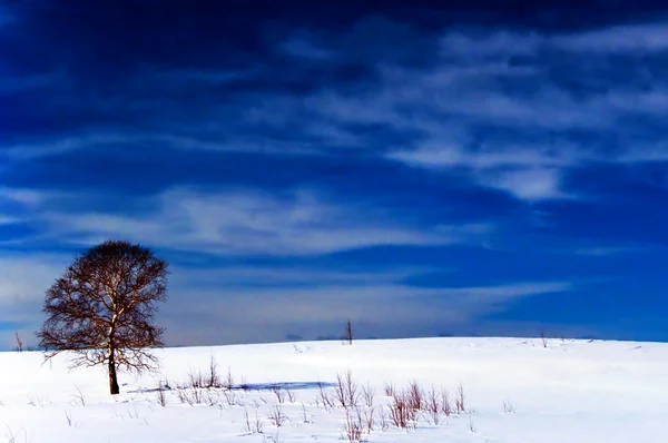 Βελανιδιά το χειμώνα — Φωτογραφία Αρχείου