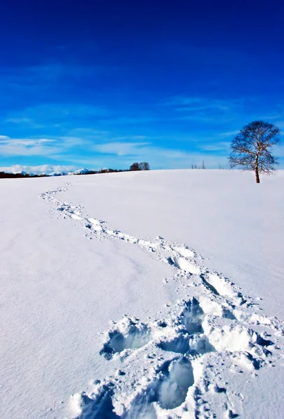Huellas en la nieve . —  Fotos de Stock