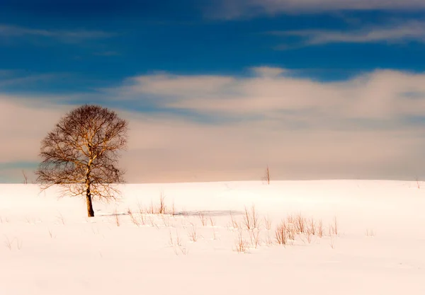 Eikenboom in de winter Stockfoto