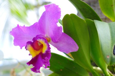 cattleya orkide