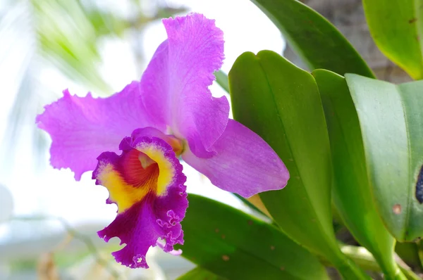 Cattleya Orchid Rechtenvrije Stockafbeeldingen