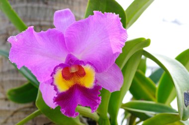 Cattleya Orchid clipart