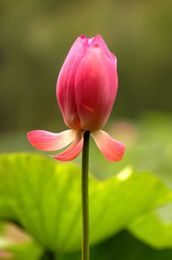 Lotus çiçeği.