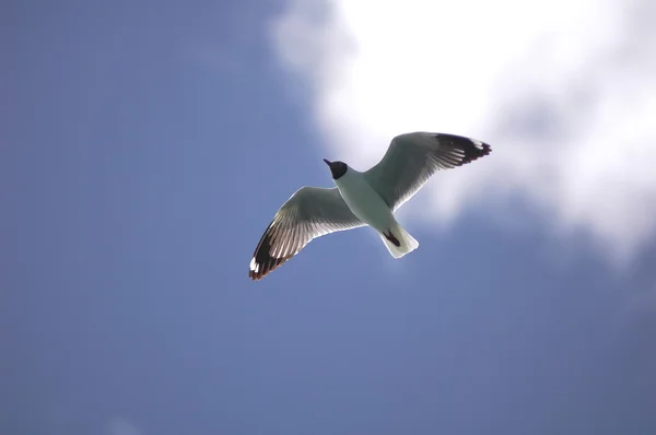 Fliegender Vogel — Stockfoto