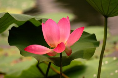 Lotus çiçeği.