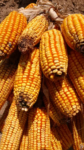 Pannocchie di mais — Foto Stock