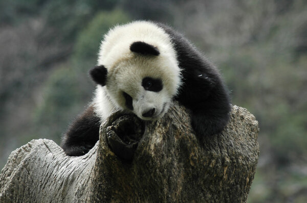 Giant panda