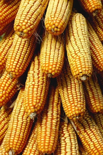 Pannocchie di mais — Foto Stock