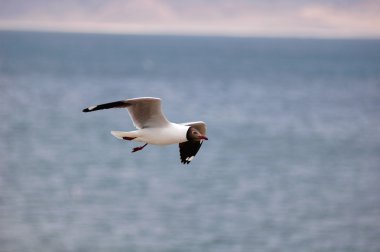 Still view of a flying seagull over a blue lake clipart