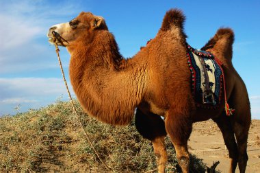 Portrait of a camel in the desert clipart