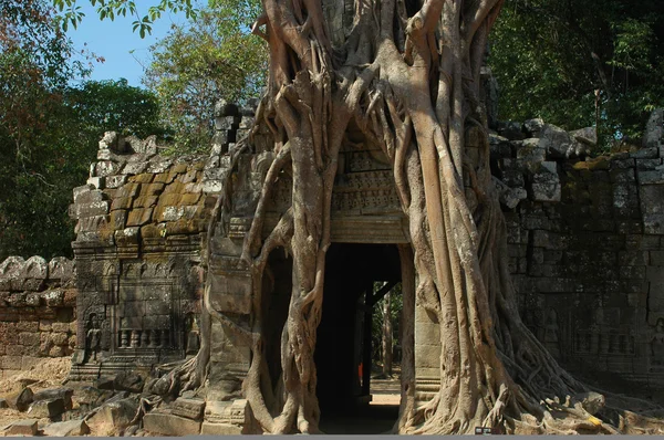 Ангкор-Камбоджа — стоковое фото