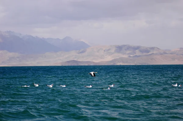 Seabirds Swimming Flying Blue Lake — Stock Photo, Image