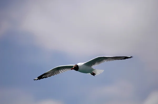 Single seabird flying in the blue sky — Stock Photo, Image