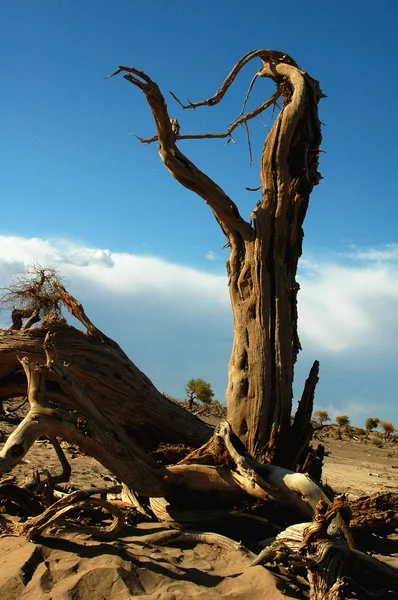 stock image Dead trees in the desert