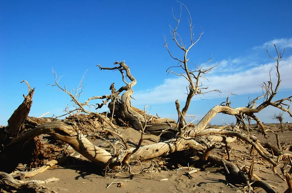 Çölde Ölü Ağaç Gövdelerinin Peyzaj — Stok fotoğraf