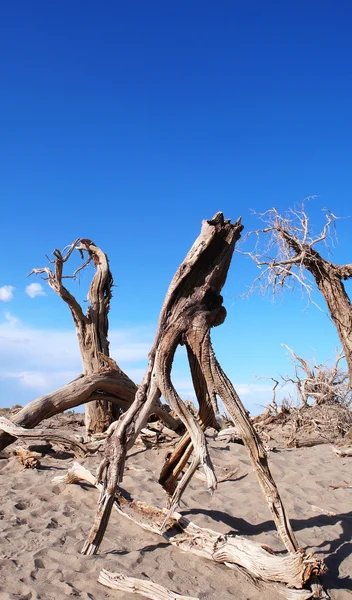Dead trees in the desert — Stock Photo, Image