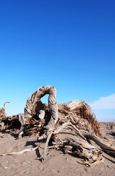 Arka Plan Olarak Mavi Gökyüzü Ile Çölde Ölü Ağaç Manzara — Stok fotoğraf