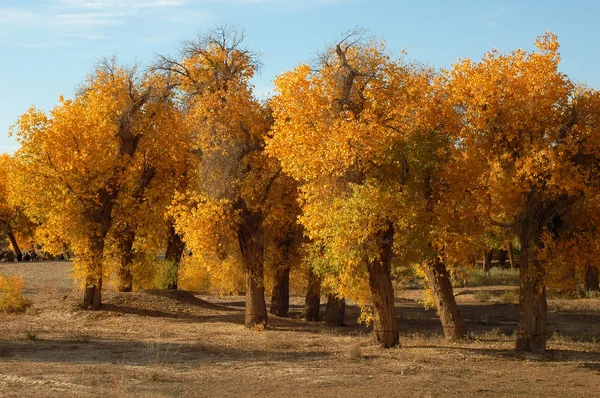 Árboles dorados en otoño — Foto de Stock