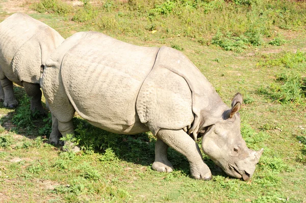 Vista Vicino Del Rinoceronte Selvatico Nepal — Foto Stock