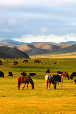 Horse on grasslands clipart