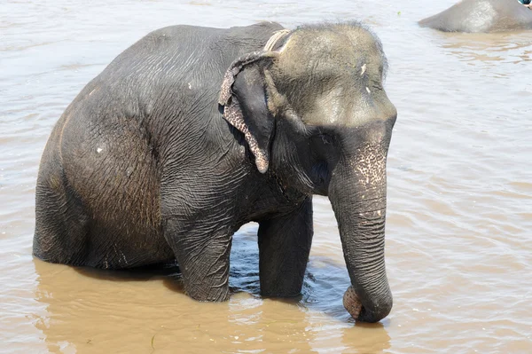 Bild Baby Elefant Bad Floden — Stockfoto