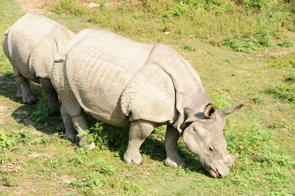Vista Cerca Del Rinoceronte Salvaje Nepal —  Fotos de Stock