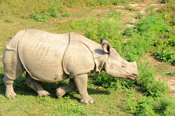 Vue Rapprochée Rhinocéros Sauvage Népal — Photo