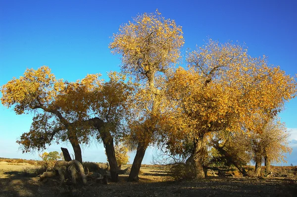 Landschaft Aus Goldenen Bäumen Herbst Mit Blauem Himmel Als Hintergrund — Stockfoto