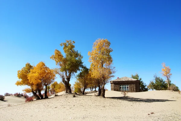 Landscape of golden trees and wooden house in the desert — Stock Photo, Image