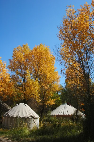 Tiendas de campaña en el bosque de otoño — Foto de Stock
