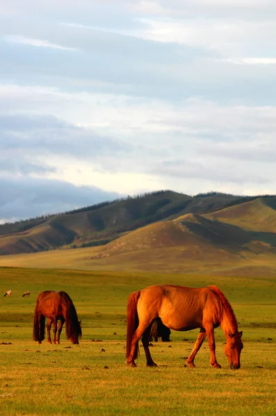 Cavalos em prados — Fotografia de Stock