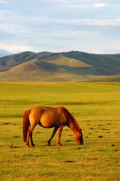 Krajobraz Koni Łąki Mongolii — Zdjęcie stockowe