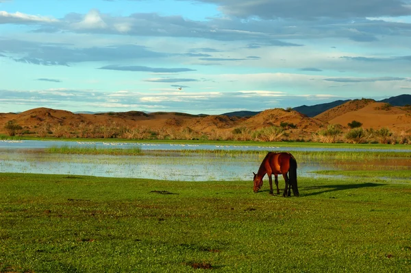 Horse on grasslands — Stock Photo, Image